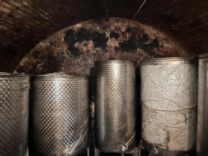 Jihomoravské vinařství má ostudu. Víno vyrábělo ve špíně a plesnivém sklepě