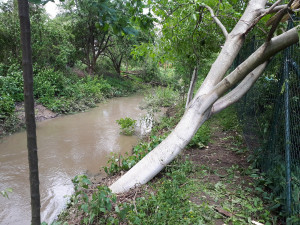 Na Moravě po bouřkách padají stromy u řek a rybníků, varují vodohospodáři