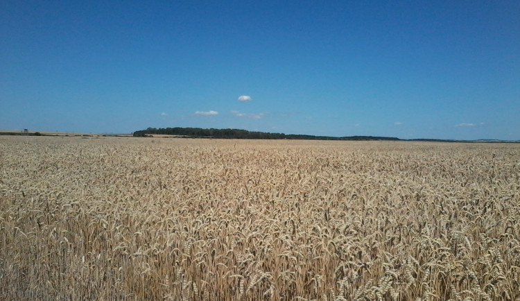 Vědkyně z Brna zjistila, jak pěstovat pšenici v suchu. Zemědělcům vyvrátila dosavadní postup