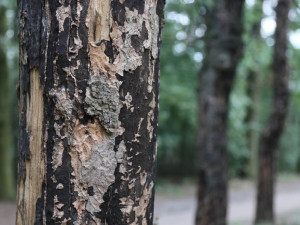 Brněnští vědci zkoumají nemoc stromů z Ameriky. Ublížit může i člověku