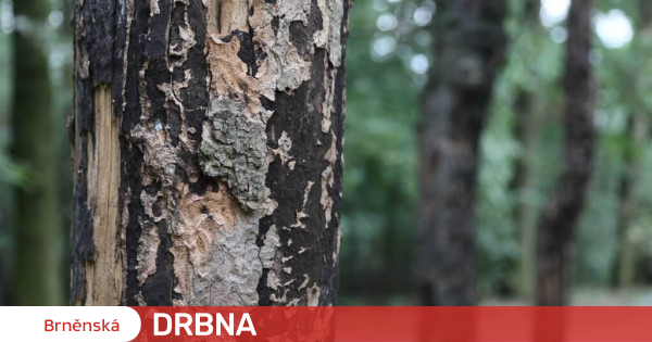 Brno scientists are investigating tree diseases from America.  It can also harm someone |  Company |  News |  Brno Gossip