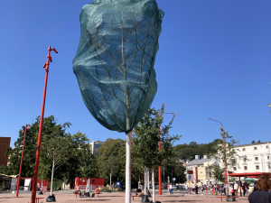 Nové stromy na brněnském Mendlově náměstí usychají. Pomoci mají ochranné sítě