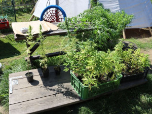 V Brně načapali perníkového důchodce. Cizinec do města přivezl tisíce pilulek