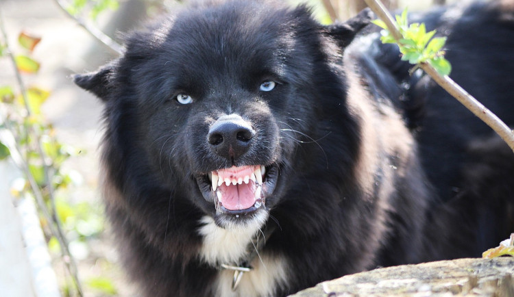 Pes se vysmekl z vodítka, zabil čivavu a poranil ženu a muže, kteří ji bránili