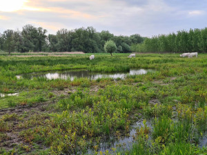 V parku ornitologové vytvářejí také nové tůně.