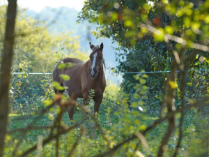 V parku se nově pasou i čtyři koně.