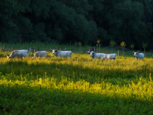 Ptákům u Hodonína pomáhají kozy a ovce. Spásají plevel v parku