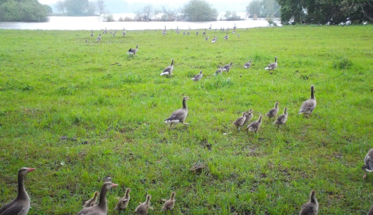 V ptačím parku se usadilo hejno sta hus s mláďaty.