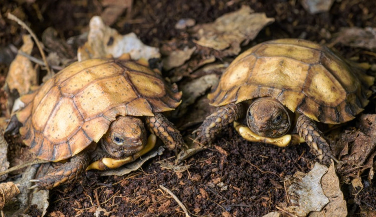 Pražská zoo jako první v Evropě rozmnožila ohrožené želvy dlaždicovité
