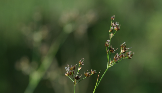 Botanici v Podyjí našli vzácnou rostlinu.