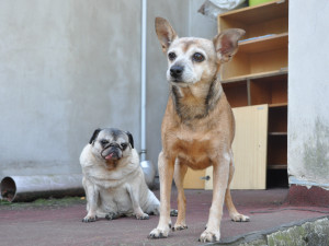 Ženy se starají od dvacítku psích babiček a dědečků.