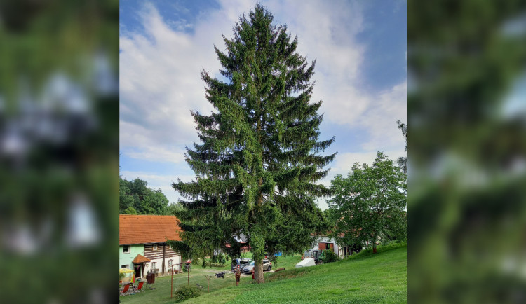 Praha zná svůj vánoční strom. Majitel se bojí, že mu spadne na chalupu, tak ho daruje