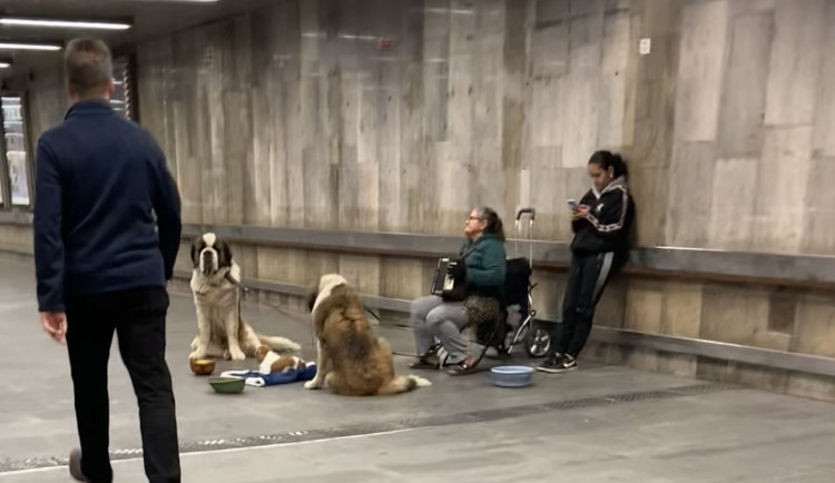 V Brně se opět poflakují Rumuni s bernardýni. Vyhnat se je nedá, protože jsou muzikanti