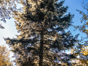 Brno zná vánoční strom. Volba padla na jedli, která není dokonalá