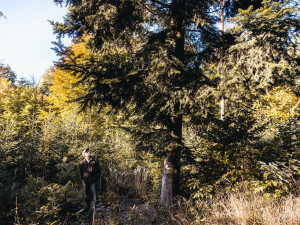 Brno zná vánoční strom. Volba padla na jedli, která není dokonalá