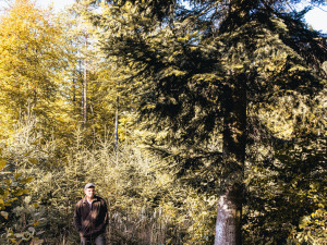 Brno zná vánoční strom. Volba padla na jedli, která není dokonalá