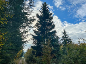 Brno zná vánoční strom. Volba padla na jedli, která není dokonalá