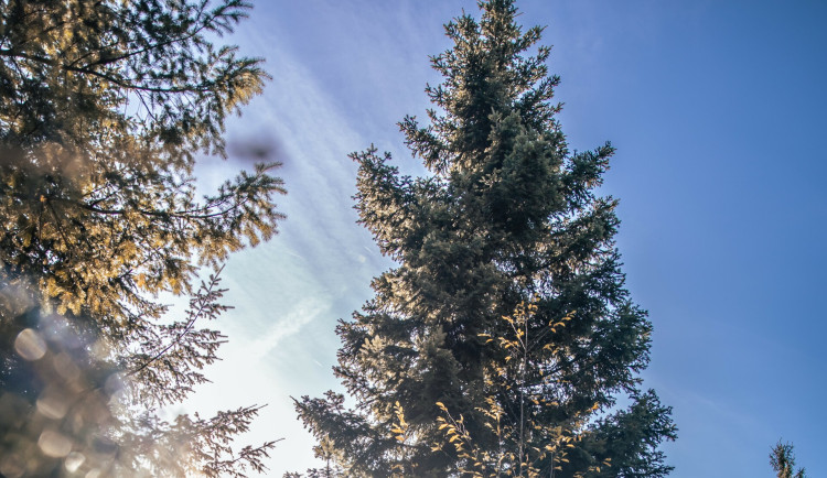 Brno zná vánoční strom. Smrk střídá jedle