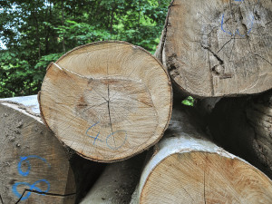 Pokácené stromy v Mariánském Údolí v Krušných horách.