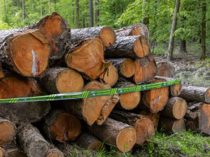 Lesníci kácí stromy ve starém lese na jižní Moravě, aby z nich v cizině vyrobili papír.