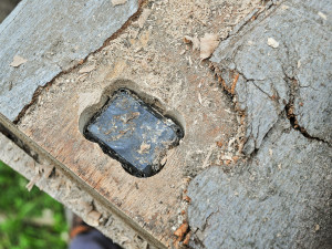 GPS trackery v pokácených stromech.