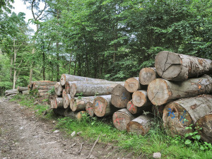 Pokácené stromy v Mariánském Údolí v Krušných horách.