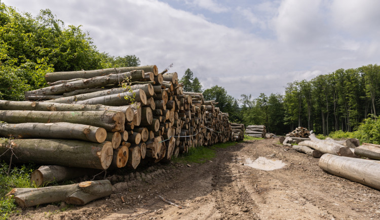 Pokácené stromy ve Ždánickém lese na jižní Moravě.
