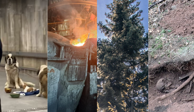 Říjnový přehled: Návrat rumunských bernardýnů, nedokonalý vánoční strom nebo smradlavá slevárna