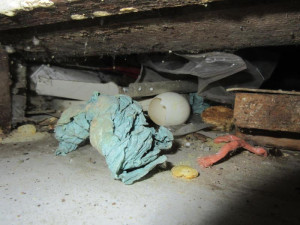 Slavná brněnská cukrárna utrpěla ostudu. Jste bordeláři, slyšeli od inspekce