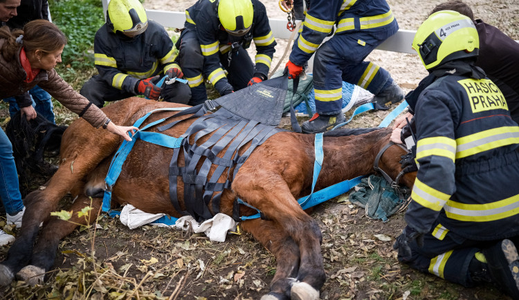VIDEO: Zraněný kůň se nemohl postavit na nohy. Pomohli mu hasiči s vyprošťovacím autem
