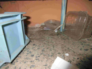 Ve vietnamské večerce v Brně se válely po zemi mrtvé myši. Zakopli o ně potravináři