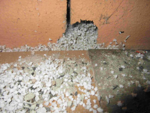 Ve vietnamské večerce v Brně se válely po zemi mrtvé myši. Zakopli o ně potravináři