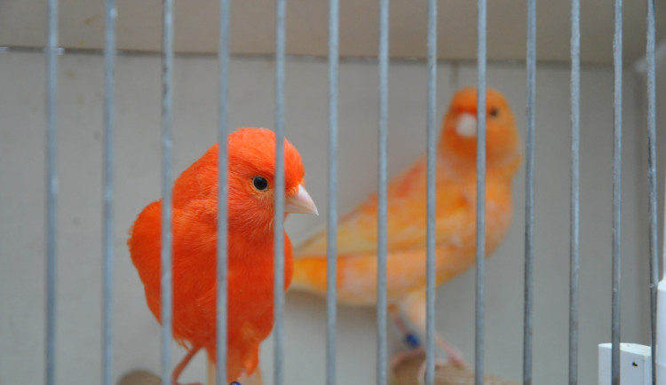 Do Brna nalétali exotičtí papoušci z celého světa. Lidé je obdivují ve skleníku