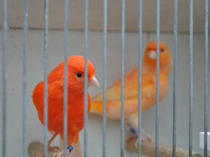 Do Brna nalétali exotičtí papoušci z celého světa. Lidé je obdivují ve skleníku
