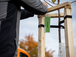 Silničáři na jižní Moravě vysazují stromy do gelu ze syrovátky, aby je udrželi v kondici