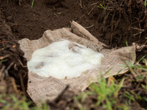 Silničáři na jižní Moravě vysazují stromy do gelu ze syrovátky, aby je udrželi v kondici