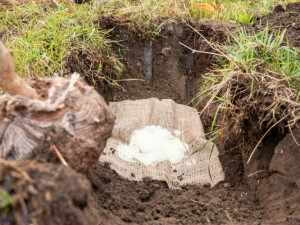 Silničáři na jižní Moravě vysazují stromy do gelu ze syrovátky, aby je udrželi v kondici