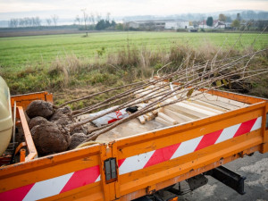 Silničáři na jižní Moravě vysazují stromy do gelu ze syrovátky, aby je udrželi v kondici