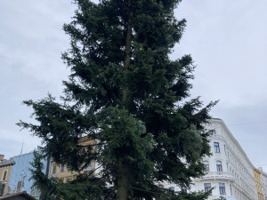 Brno se dočkalo. Na náměstí Svobody lidé obdivují vánoční jedli