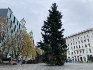 Brno se dočkalo. Na náměstí Svobody lidé obdivují vánoční jedli