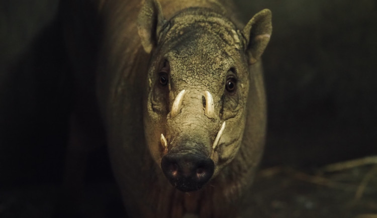 Do jihlavské zoo dorazil samec vzácné babirusy. Brzy by se měl představit návštěvníkům, v plánu je i odchov