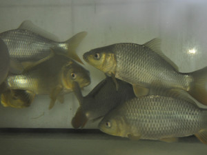 Odborníci z Brna kontrolují kvalitu českých ryb. Nejlepší podniky dostanou ochrannou známku