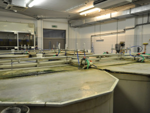 Odborníci z Brna kontrolují kvalitu českých ryb. Nejlepší podniky dostanou ochrannou známku