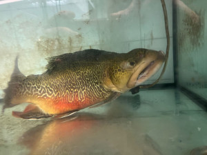 Odborníci z Brna kontrolují kvalitu českých ryb. Nejlepší podniky dostanou ochrannou známku