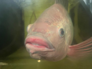 Češi si místo domácího kapra pochutnají radši na dovezeném lososovi, zjistili vědci z Brna