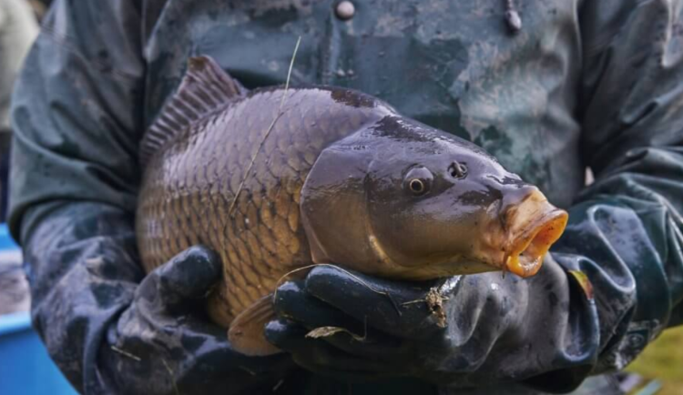Češi si místo domácího kapra pochutnají radši na dovezeném lososovi, zjistili vědci z Brna