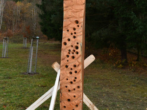 Do Blanska se vrátily pokácené akáty. Tamní umělec z nich vyrobil sochy