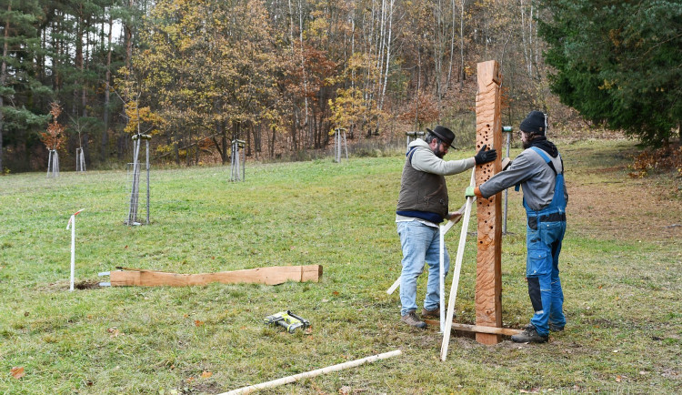 Do Blanska se vrátily pokácené akáty. Tamní umělec z nich vyrobil sochy
