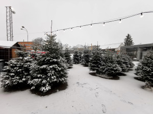 Na jižní Moravě odstartoval prodej vánočních stromků. Ceny jsou podobné jako loni