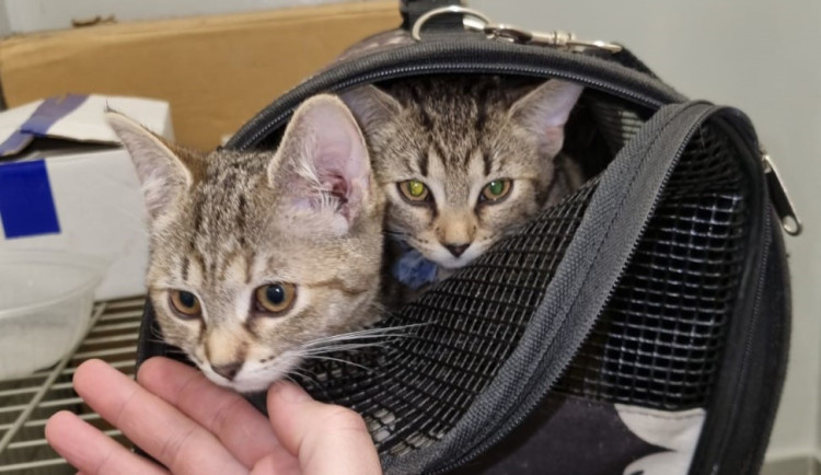 Někdo odložil koťata u kebabu. Prodavač se o ně postaral